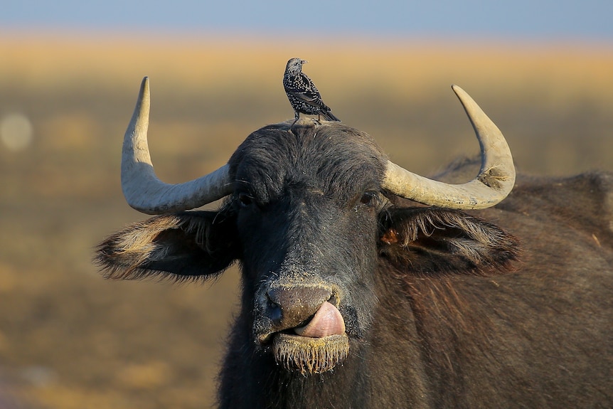 A buffalo with its tongue out and a bird on its head