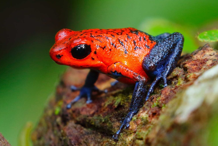 A bright red and blue frog.