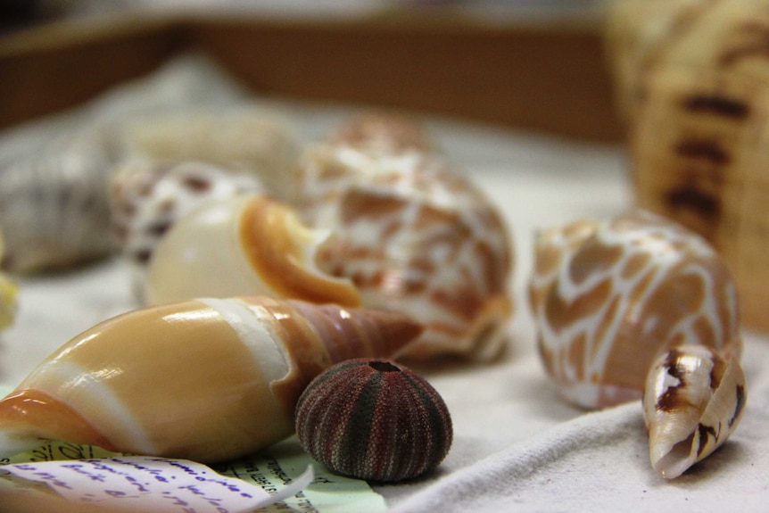 Shells at Yeppoon's Shell World