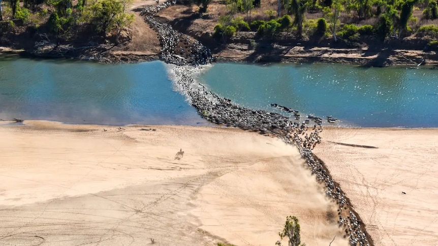 Hundreds of head of cattle cross a river at Miranda Downs Station in the Gulf of Carpentaria