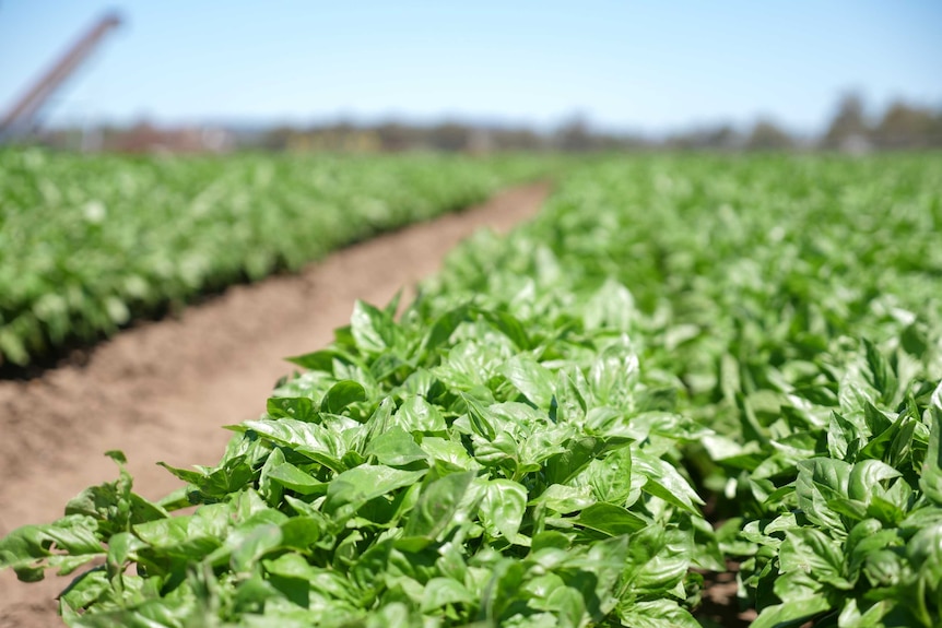 Basil growing in a paddock