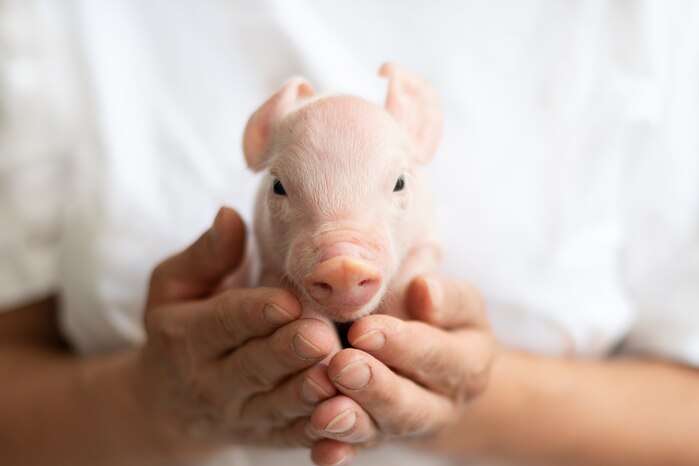 A piglet being held