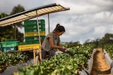 Woman working on a strawberry farm