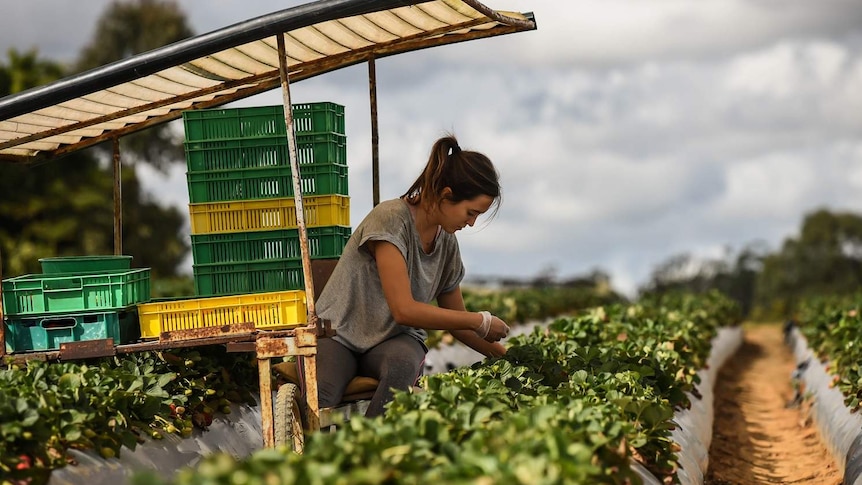 Woman working on a strawberry farm