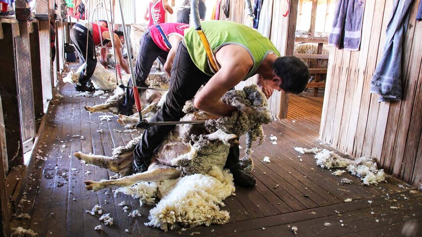 Workers shear sheep in a shed at the property of graziers Peter and Elizabeth Clark near Longreach in central-west Queensland.