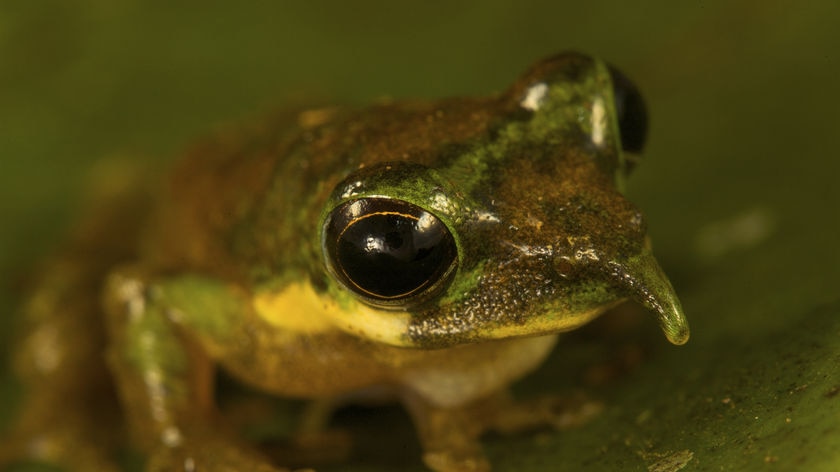 Long-nosed tree frog