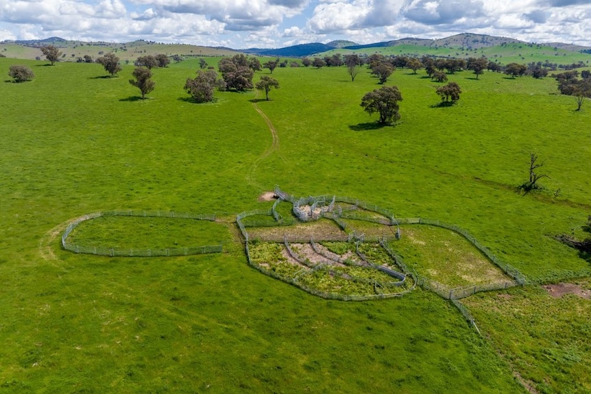 Steel sheep yards in a green paddock