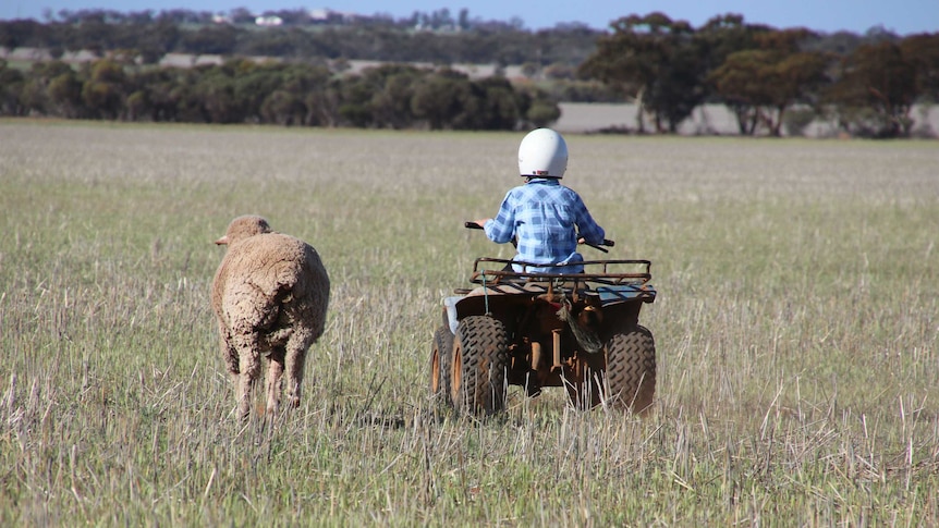 Lachy Donne rides his motorbike through a paddock on the family farm with his pet sheep by his side.