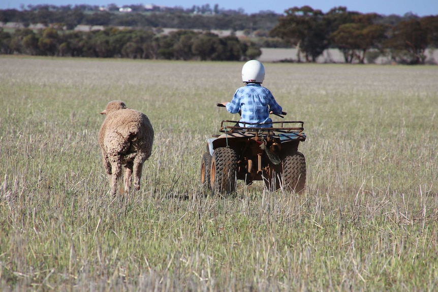 Lachy Donne rides his motorbike through a paddock on the family farm with his pet sheep by his side.