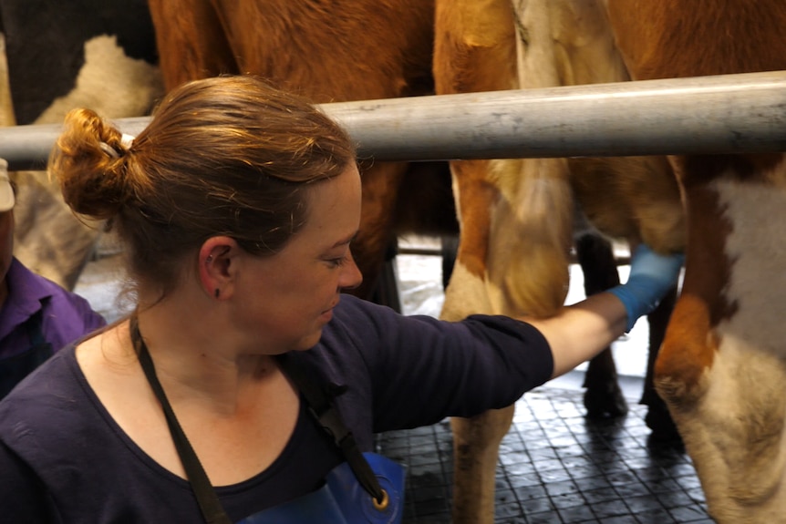 Woman milking cow with electric pump. 