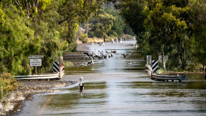 River Murray overflow submerges a road near Berri and Loxton.