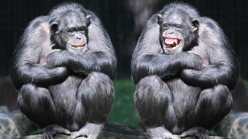 Stock photo showing two smiling chimpanzees with arms crossed, sitting on a tree a tree branch.