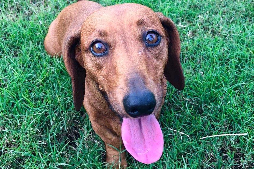 Portia the dog standing on grass, looking at the camera