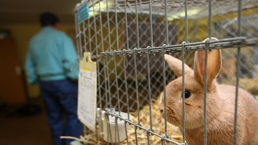 Rabbit in a cage