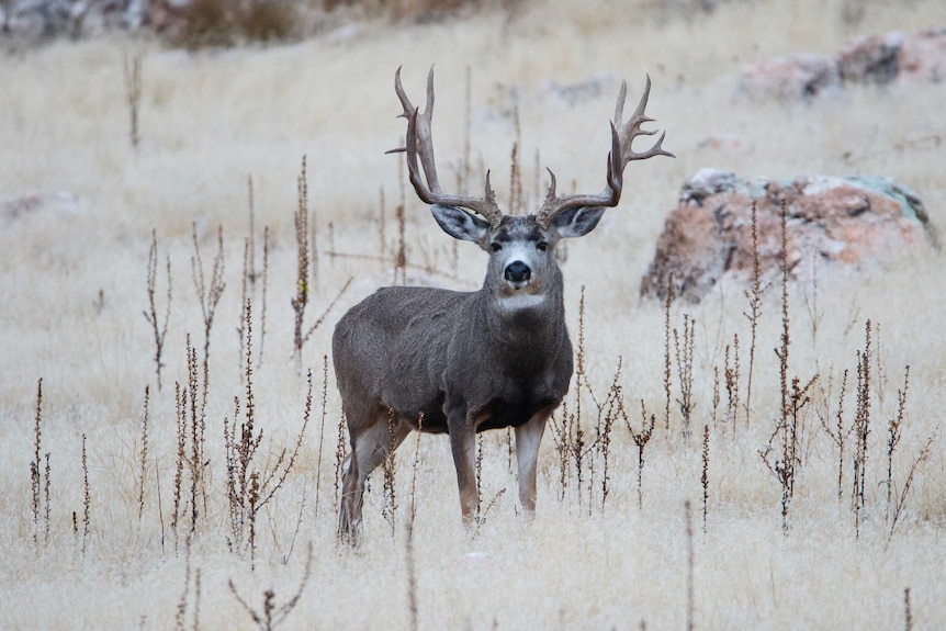 A deer with large antlers in a field.