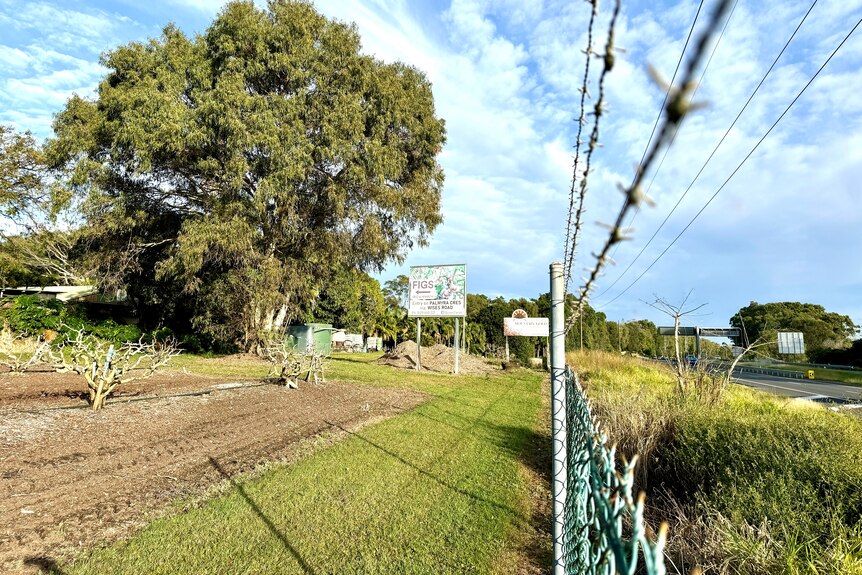 A shot from the fence line showing fig trees on the farm to the left and the Sunshine Motorway to the right.