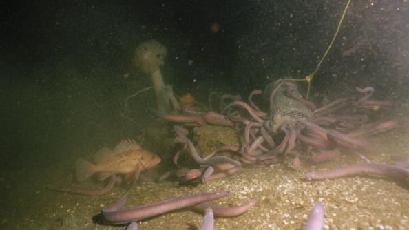 Pacific hagfish (Eptatretus stouti) surround a bag of bait.