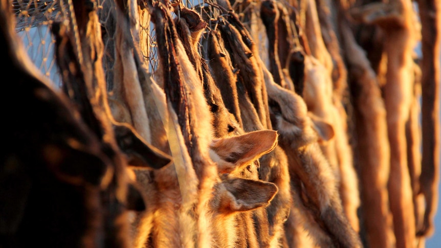 The scalps of wild dogs killed by Don Sallway hang from a fence.
