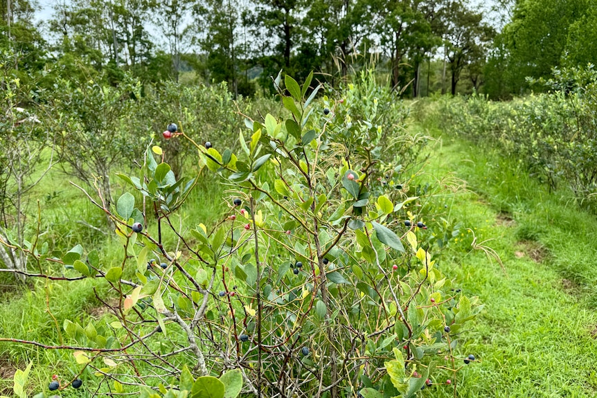 An unkempt field of blueberry bushes laden with fruit.