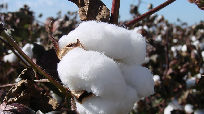 Close up of white fluffy cotton in a field