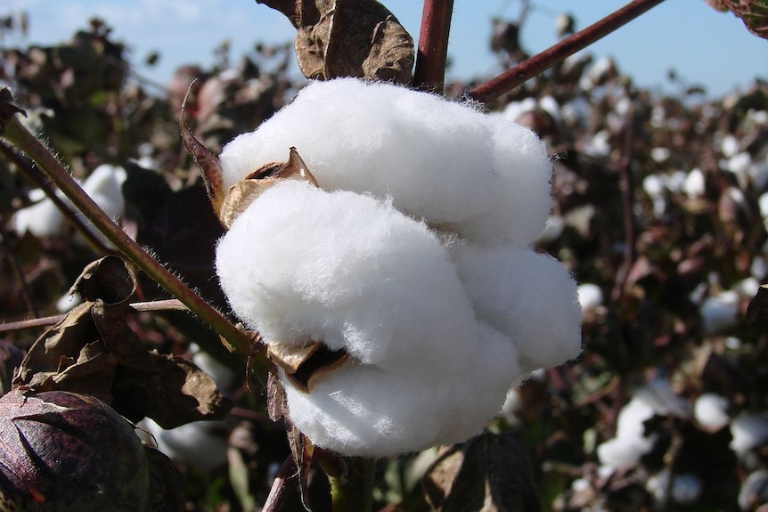 Close up of white fluffy cotton in a field