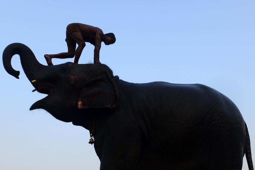 A man balances on an elephant's head