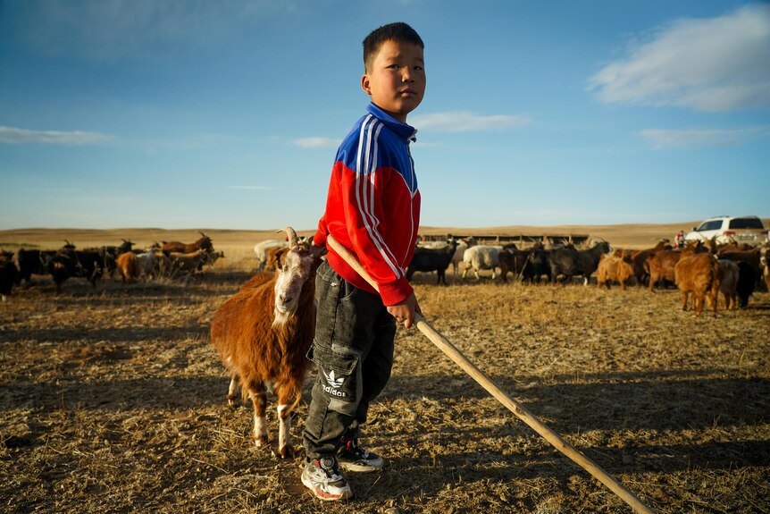A young boy holds a stick while patting a yak.
