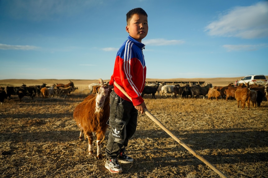 A young boy holds a stick while patting a yak.
