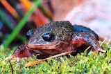 White-bellied frog