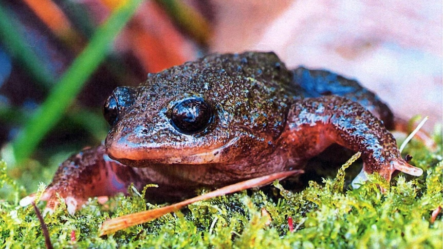 White-bellied frog