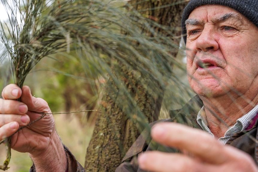 A man in a beanie and brown coat hold a native branch.