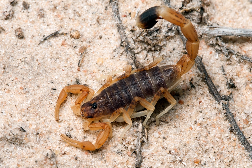 Small scorpion with dark brown body, and tan legs and pincers.