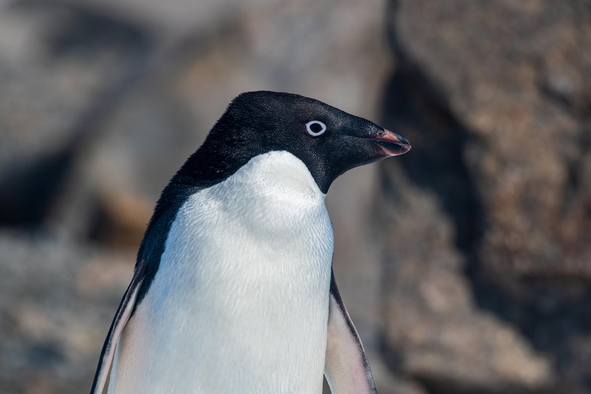 A penguin stands up straight, gazing at the camera or into the distance.