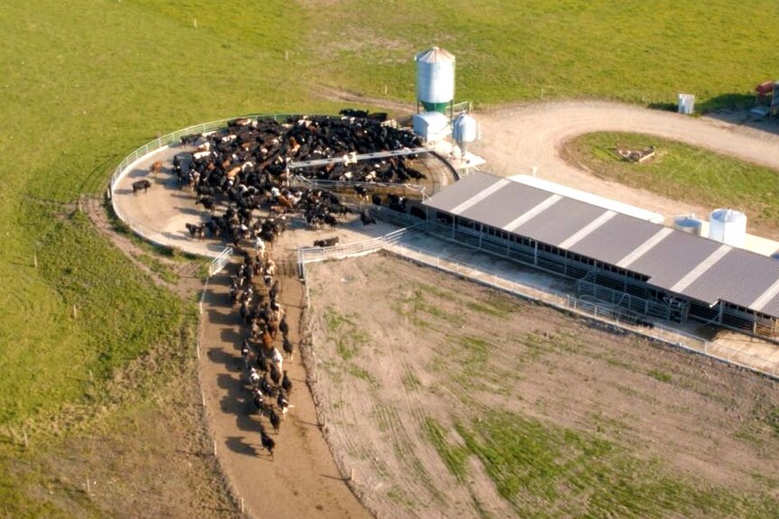 An aerial view of cows in a milking compound