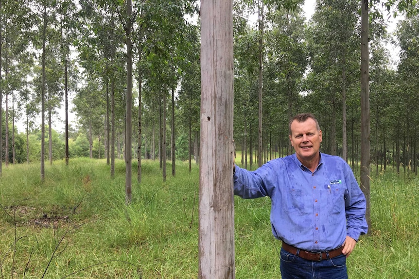 Andrew Hurford, director of Hurford's Hardwood, at a forest plantation near Kyogle