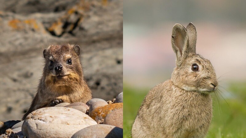 Composite image of a sandy-coloured rock hyrax that looks similar to a small Quokka and sandy-coloured Eurpoean rabbit.