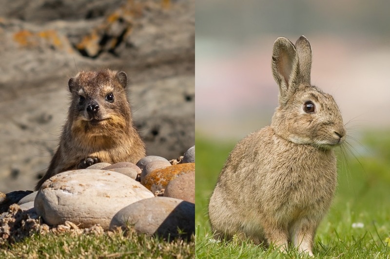 Composite image of a sandy-coloured rock hyrax that looks similar to a small Quokka and sandy-coloured Eurpoean rabbit.