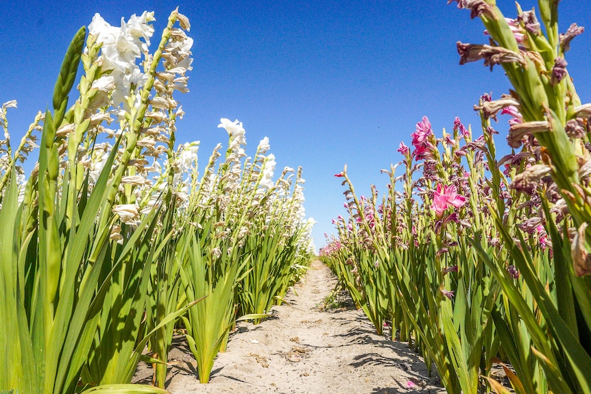 White and purple flowers stand high on bright green stems. A row of dirt is separating the colours 