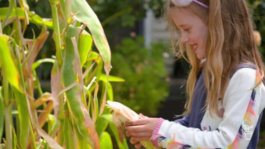 Young girl standing in the garden peeling a corn cob