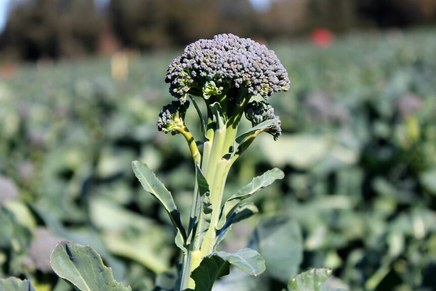 A stalk of broccoli with a field of broccoli in the background.