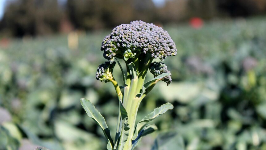 Bellaverde, a special variety of baby broccoli, means 'beautiful green' in Italian.