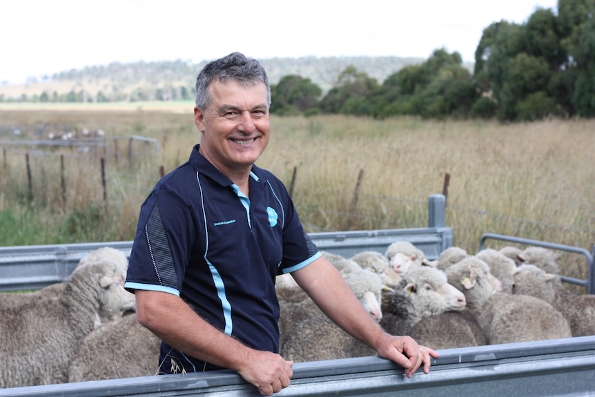 Tony Vuocolo with sheep undergoing Flystrike Vaccine testing