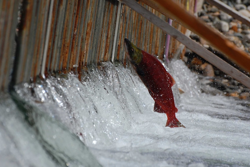 Atlantic salmon jumping