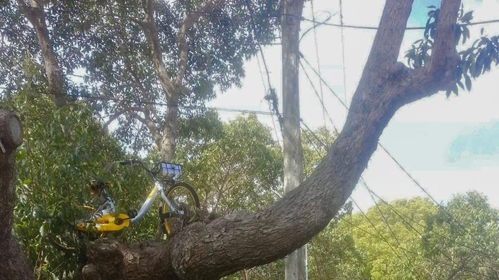 Bike in tree