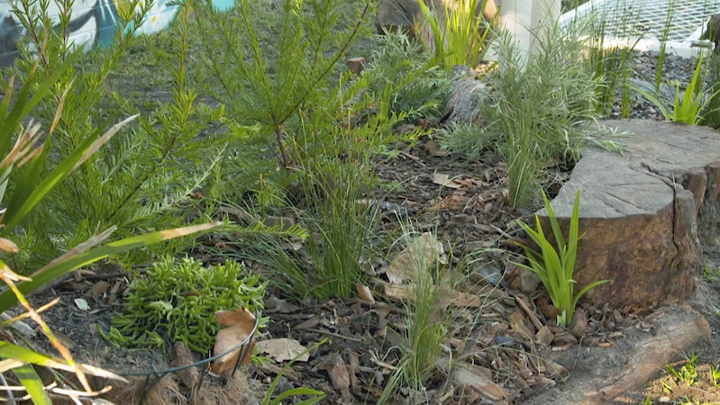 Australian native plants in small garden