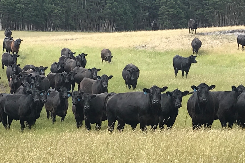 Cattle in a grassy field.