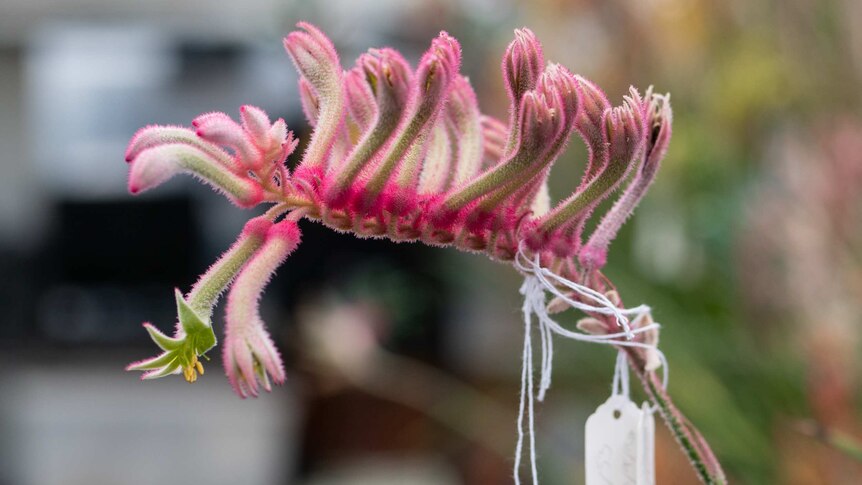Pink Kangaroo Paw flower with labels attached