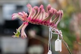 Pink Kangaroo Paw flower with labels attached