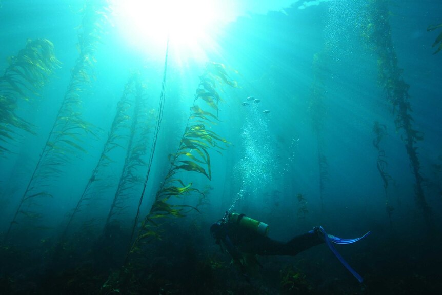 Kelp forest in Tasmania with fish and diver