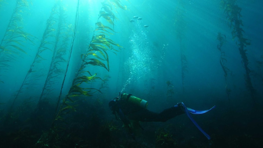 Kelp forest in Tasmania with fish and diver